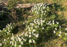 Botanisk utflukt i Leineåsen